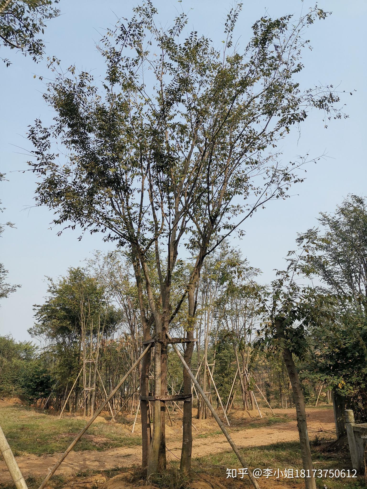 丛生朴树多杆朴树多头朴树湖南益阳绿青苗木拼种的现货跟原生多杆有