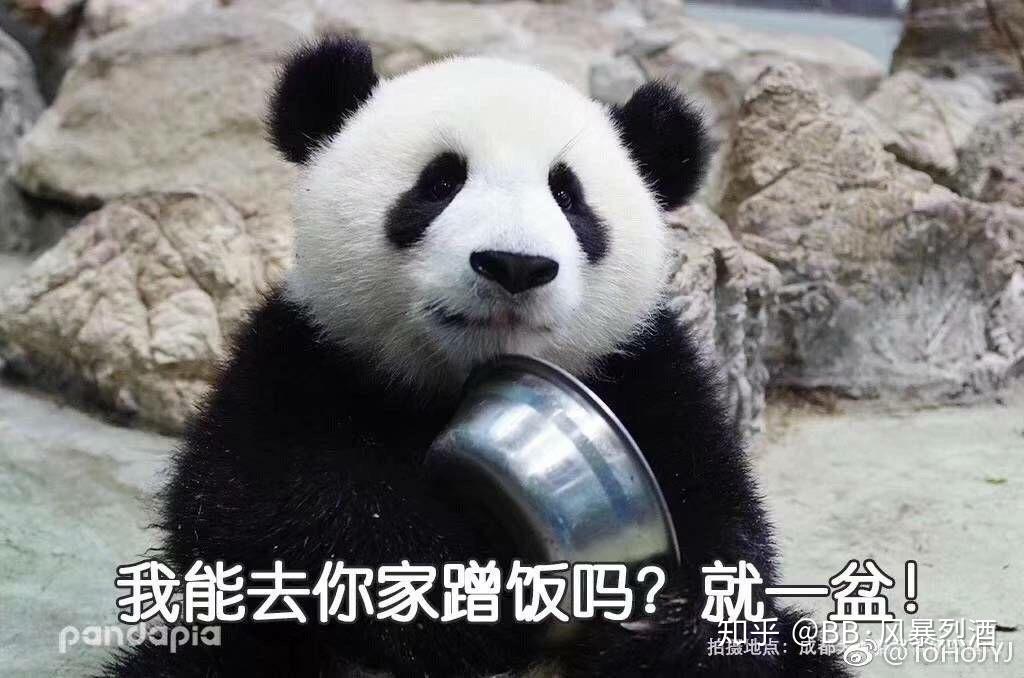 有没有熊猫表情包真的熊猫不要熊猫人