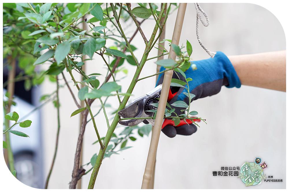 怎样修剪出高品质的蓝莓果树? - 知乎