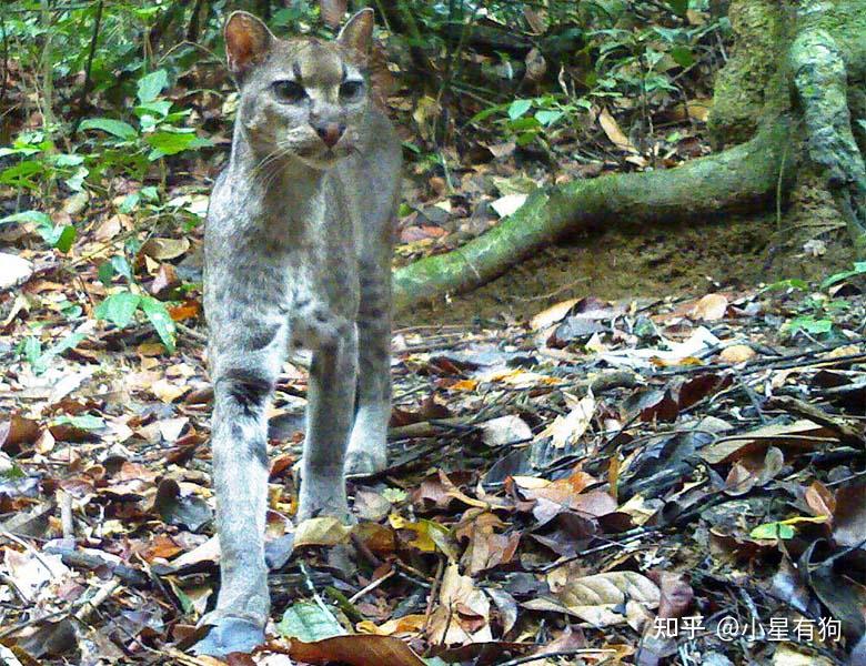 猫科の完全指南③——狞猫谱系