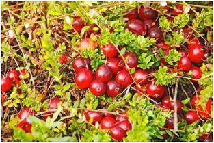 蔓越莓的样子图片 植物 蔓越莓长在水里吗 蔓越莓长在什么地方