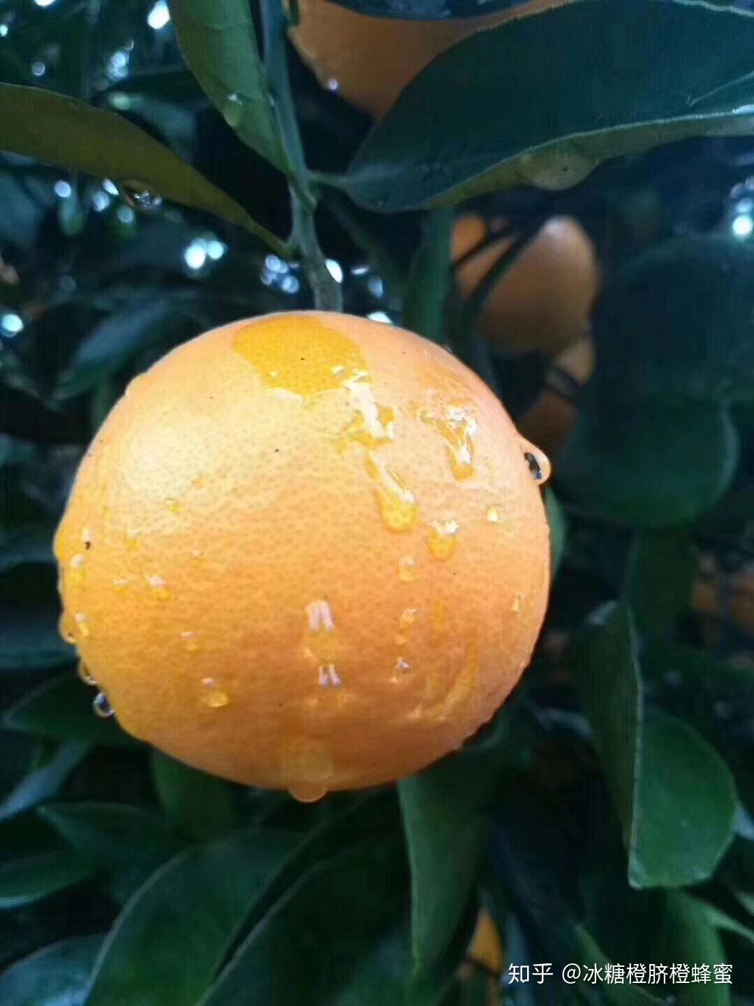 高山冰糖橙10斤整箱甜橙子新鲜当季水果湖南特产麻阳冰糖橙批发-阿里巴巴