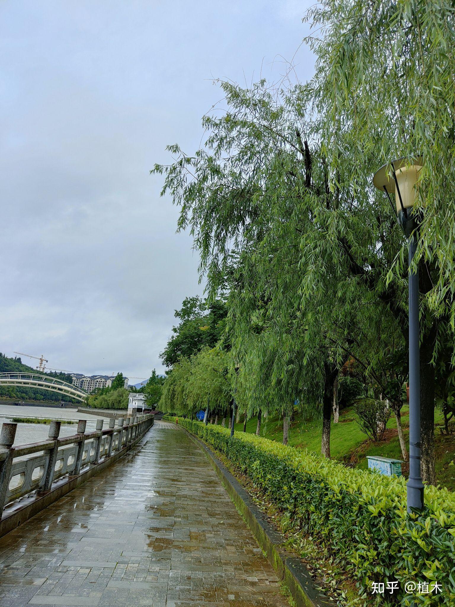 雨天·河堤·今日景