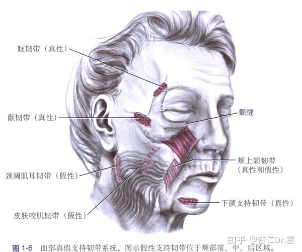 面部韧带的解剖学意义是什么 - 知乎