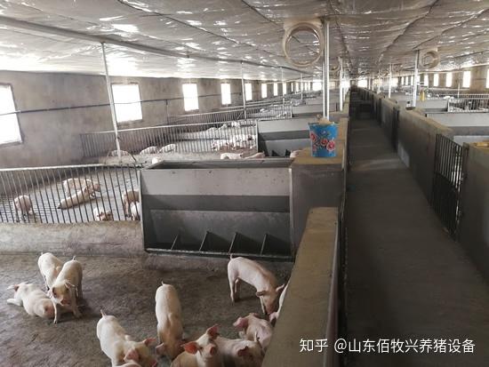 如何选择合适的猪用料槽?建议从以下几点考虑 - 知乎