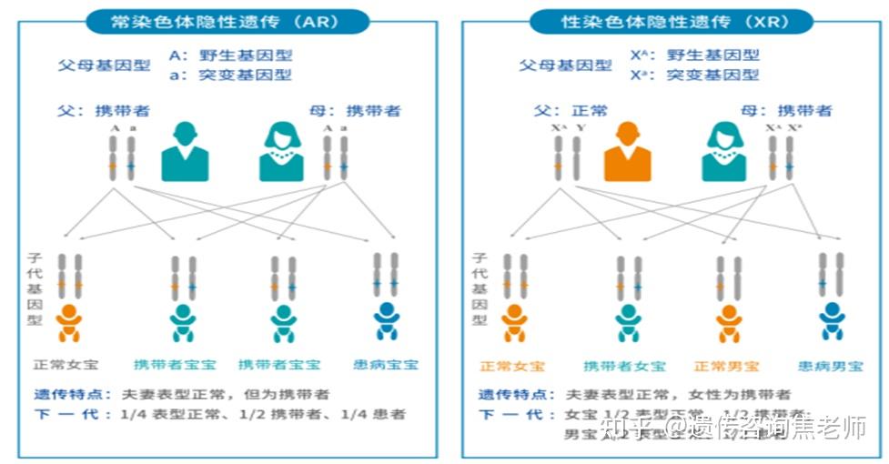 携带者筛查有很对单独病种,少数病种,大量遗传病的扩展性携带者筛查