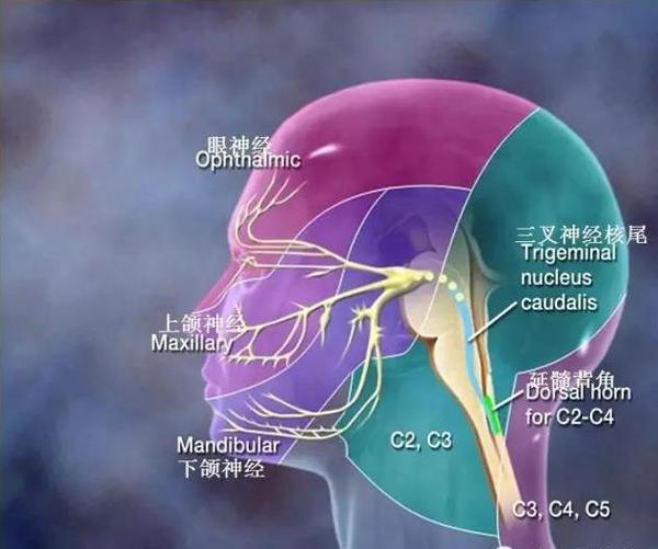 体表神经解剖：三叉神经详解 - 知乎