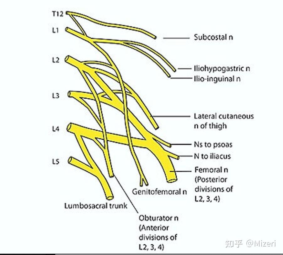 解剖2分钟腰丛解剖和记忆方法