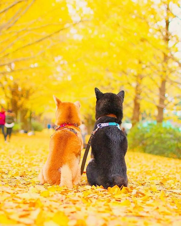 养了11年的柴犬突然抑郁了 背后的故事令人泪目 知乎