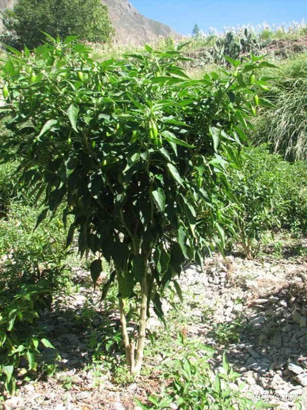 得荣县树椒 - 知乎