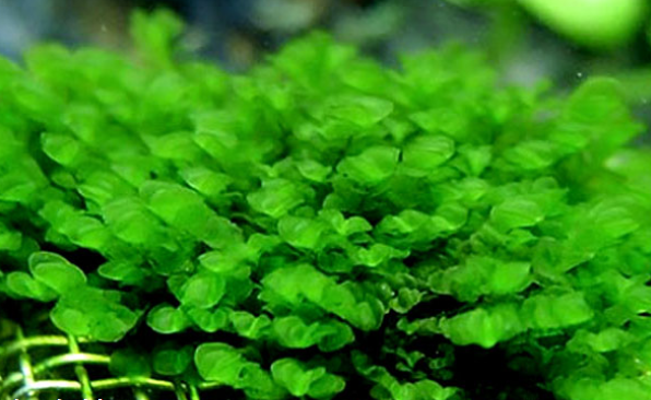 因叶形酷似玫瑰,故得名颜色分类:绿色茎形分类:平卧叶序分类:丛生叶形