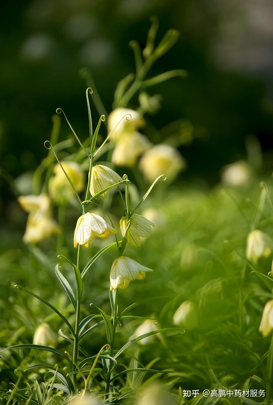 高鹏说药材市场关注品种浙贝母近期行情走势简析