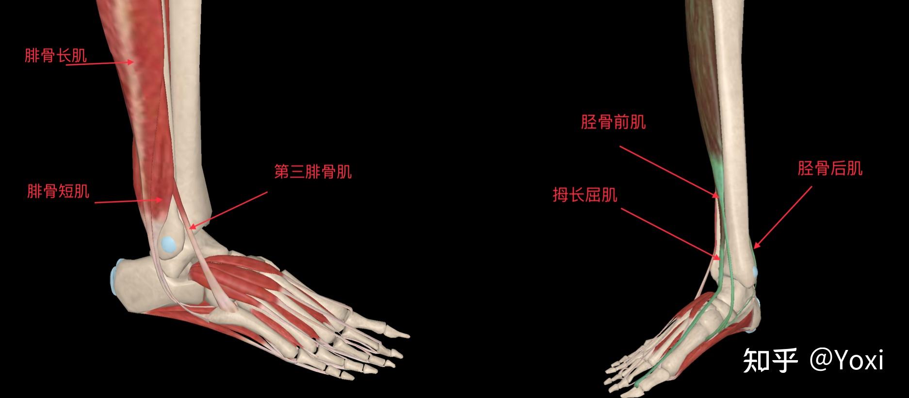 我的踝关节康复之路