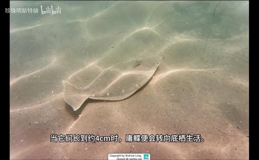 你可能吃过的“巨型比目鱼” 最大鲽形目-庸鲽属的简单介绍 - 知乎