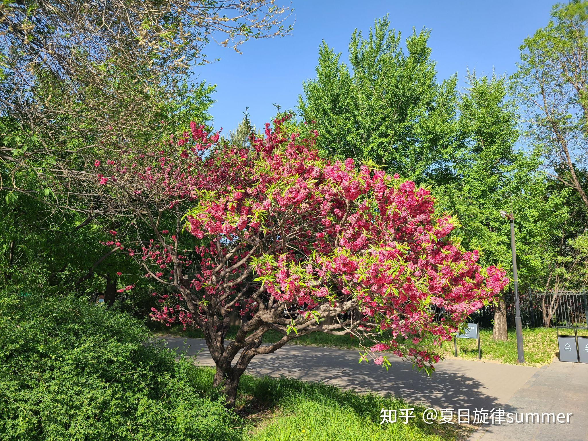 这块石头和以前北京植物园那块超级相似,风格完全没变