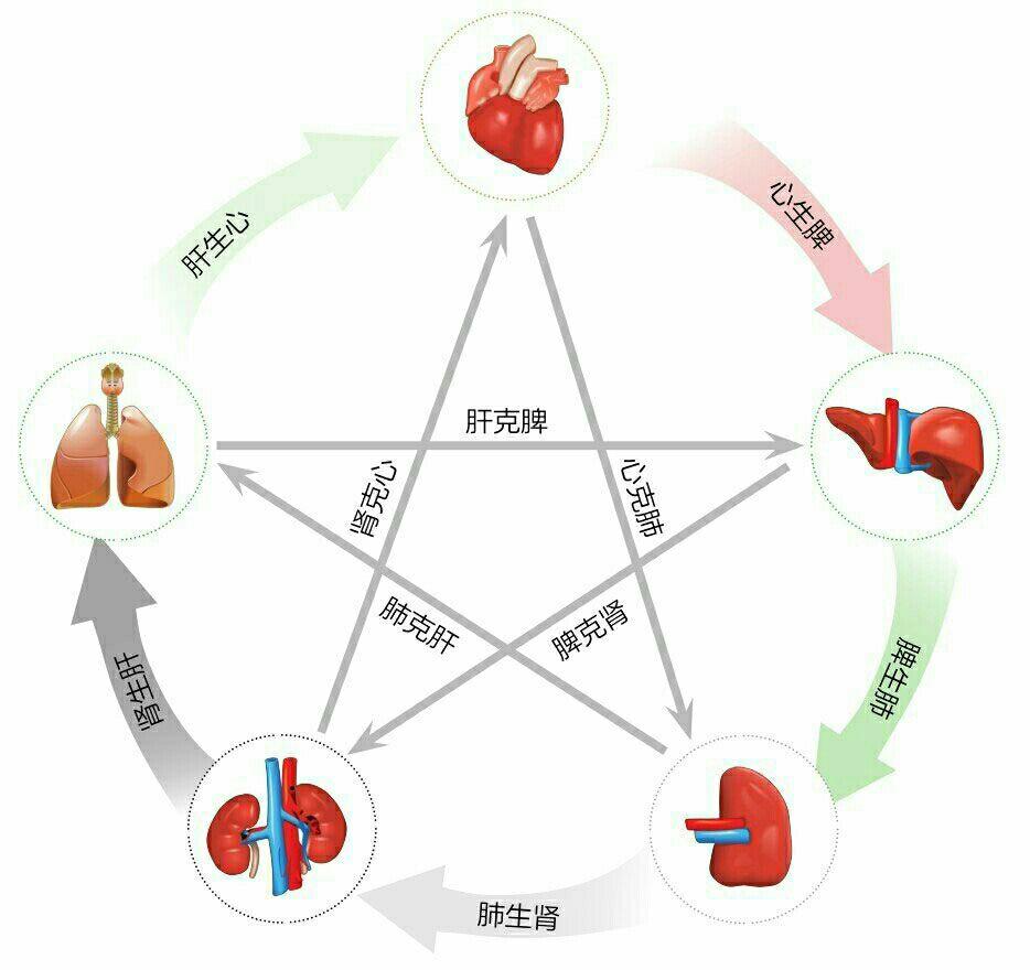 五行相生相克脏腑图片