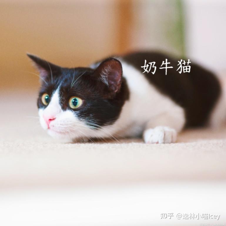 中国本土十大“名猫”大揭秘:你认识几种呢? - 知乎