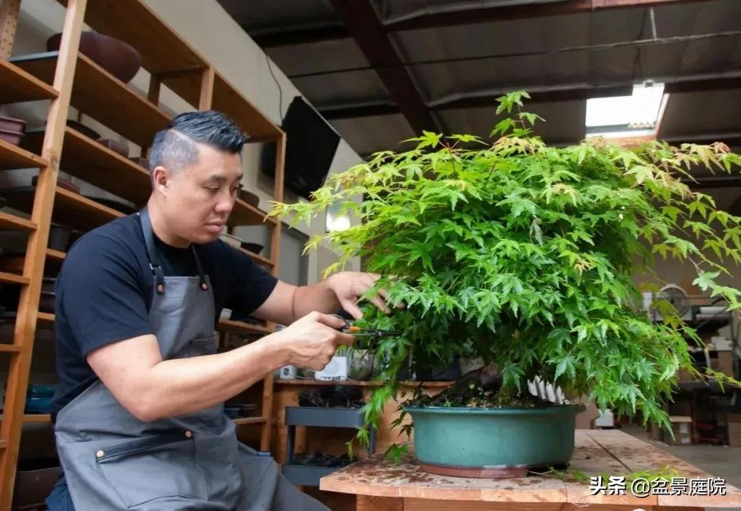 一年之计在于冬!万勿错过盆景修整的好时机 - 知乎