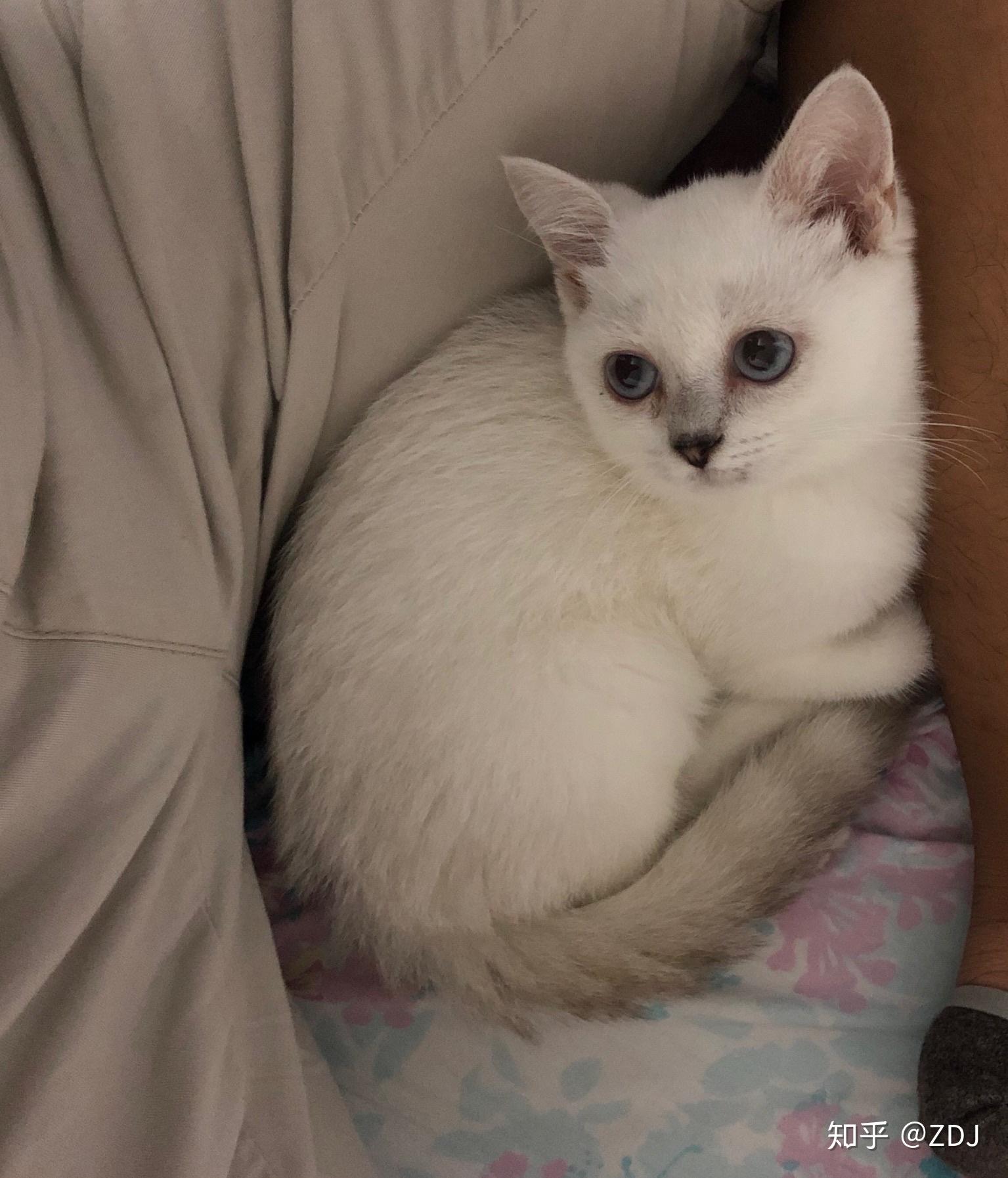 这条银点猫值多少钱