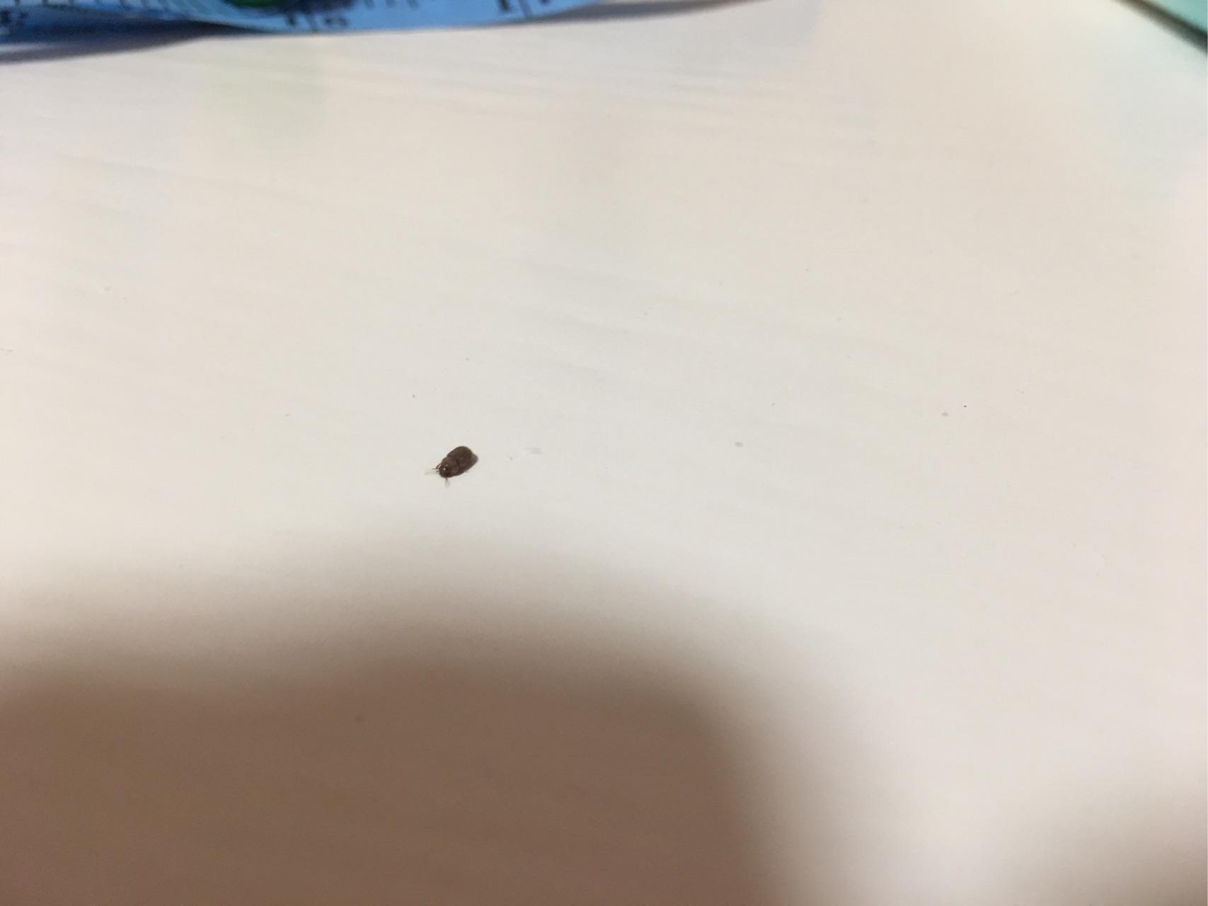 房间里发现了褐色小虫请大神帮忙看一下是什么虫和棕榈床垫有关系吗