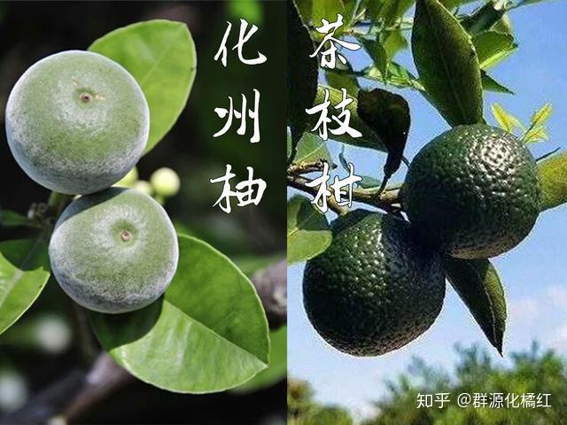 化州橘红与新会陈皮与是什么关系？橘红是什么？ - 知乎