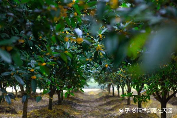 生活在桂花飘香的城市,是一种什么体验? - 知乎