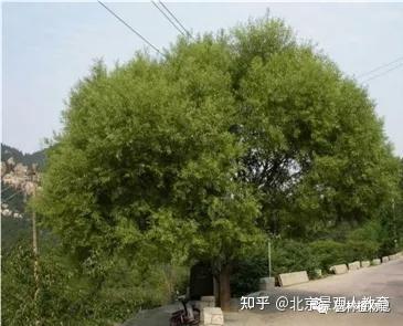 【景观人植物理论系列】北方园林绿化常用乔木总述 - 知乎