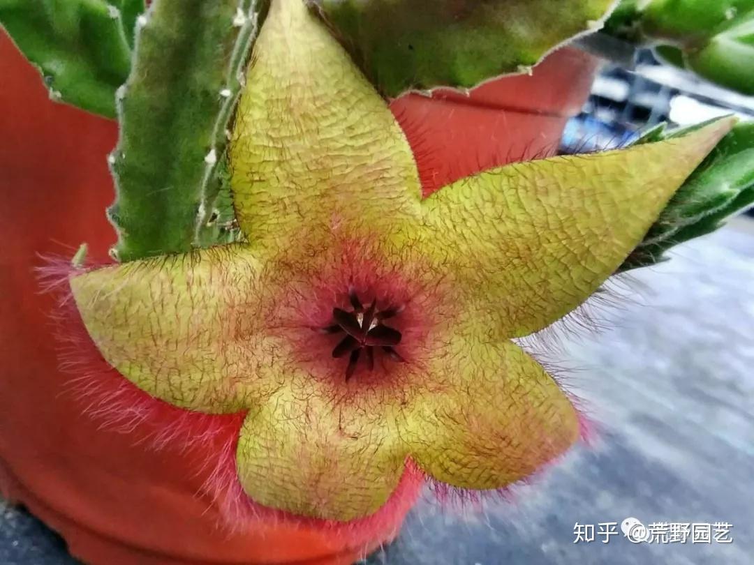 多肉上行走的海星小花犀角