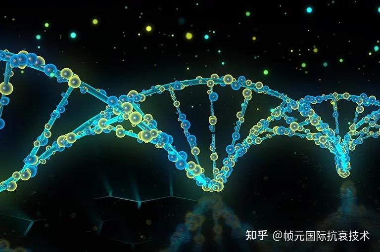 《Nature》:端粒功能障碍揭示其与衰老过程相关性的研究 - 知乎