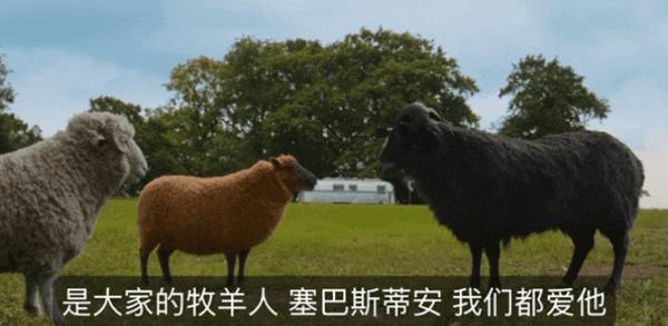 《绵羊侦探团》烂番茄影评人和观众口碑双爆!这部片值得