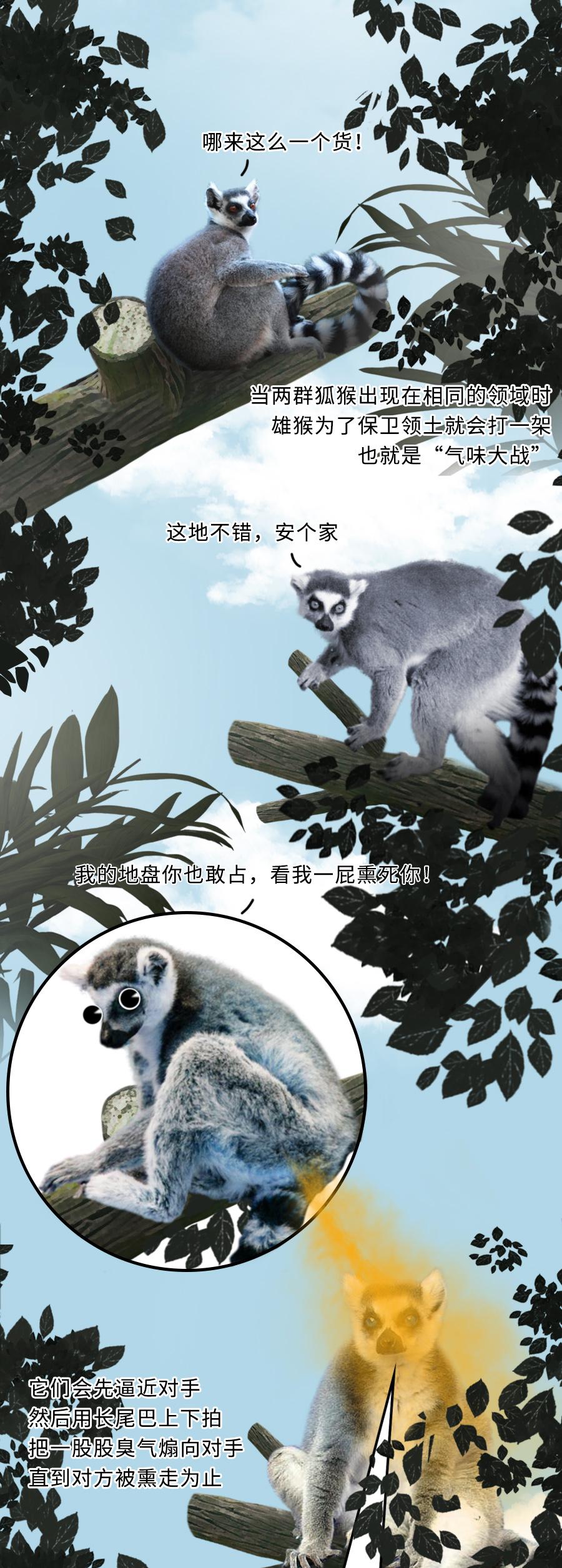 動物掐架吐口水扇嘴巴子放屁撒尿美國來學學