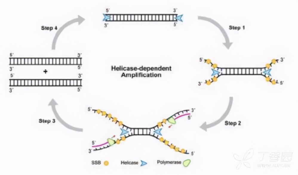 怎样的恒温扩增技术可取代变温PCR？它的技术优势看这里 知乎