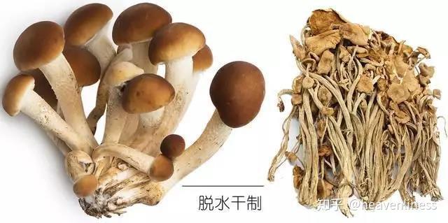 這些菌菇你們有見過嗎