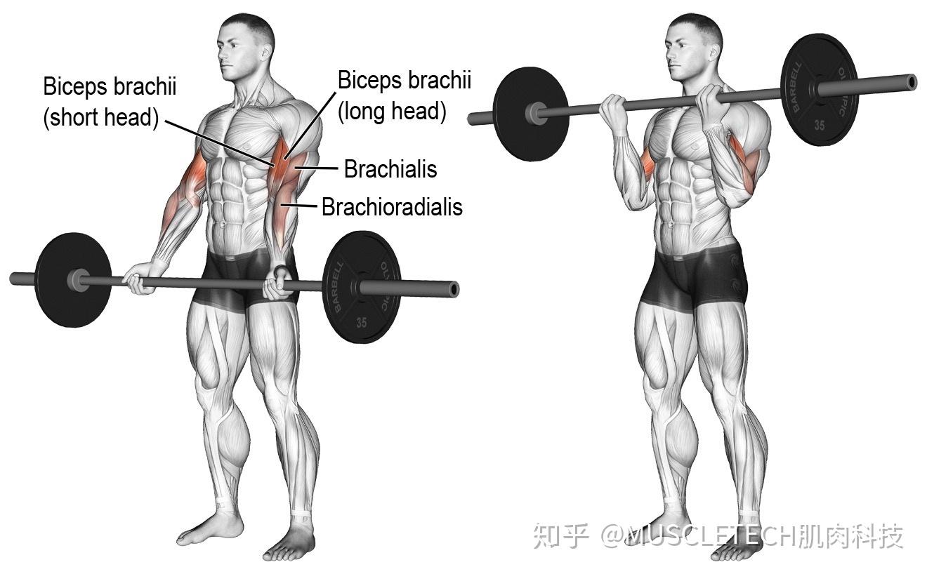 健身房器械使用指南之肱二头肌 - 知乎