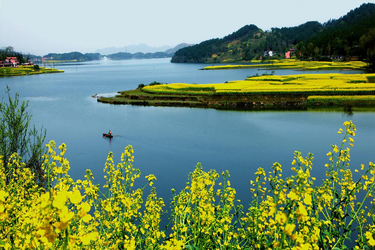 盘点国内15大最美油菜花海观赏地 - 知乎