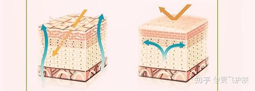 皮肤屏障受损如何修复 - 知乎