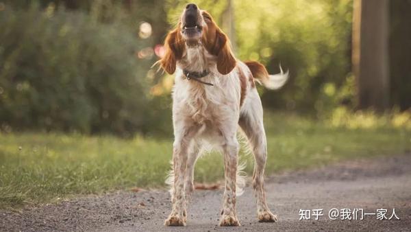 狗狗6种不同的叫声,代表不同的需求,很多人不知道 - 知乎