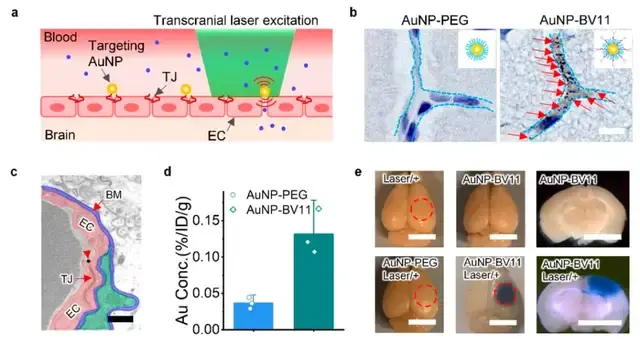 membrane),周細胞(pericyte)和星形膠質細胞的足突(astrocyte end