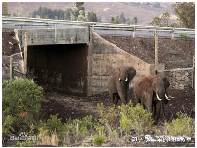 高原藏羚羊桥梁下廊道(左)生物通道主要针对野生动物活动过程中的公路