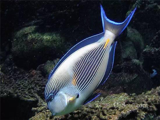 青雀金透红小丑紫青拟雀鲷濑鱼元宝鹦鹉鱼丝鳍拟花鮨盖马氏盔鱼热带鱼