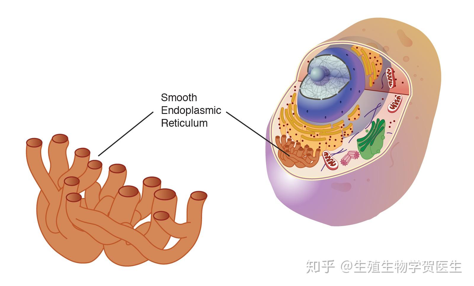 蛋白質如:內質網是細胞內除核酸以外的一系列重要的生物大分子的合成