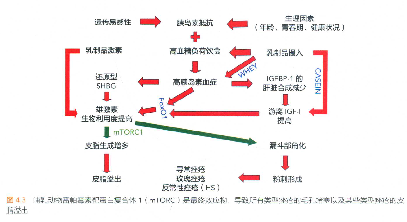 一,痘痘的形成机理和致病因素