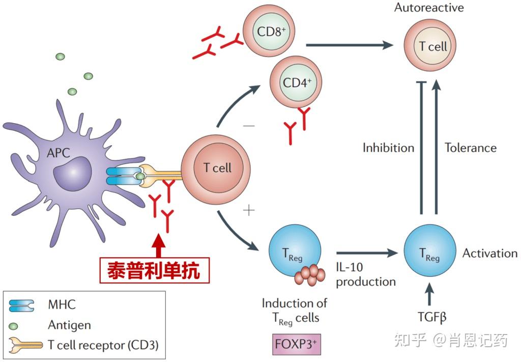 记住治疗1型糖尿病生物药 | Teplizumab 泰普利单抗 | 抗T细胞表面CD3分子 - 知乎