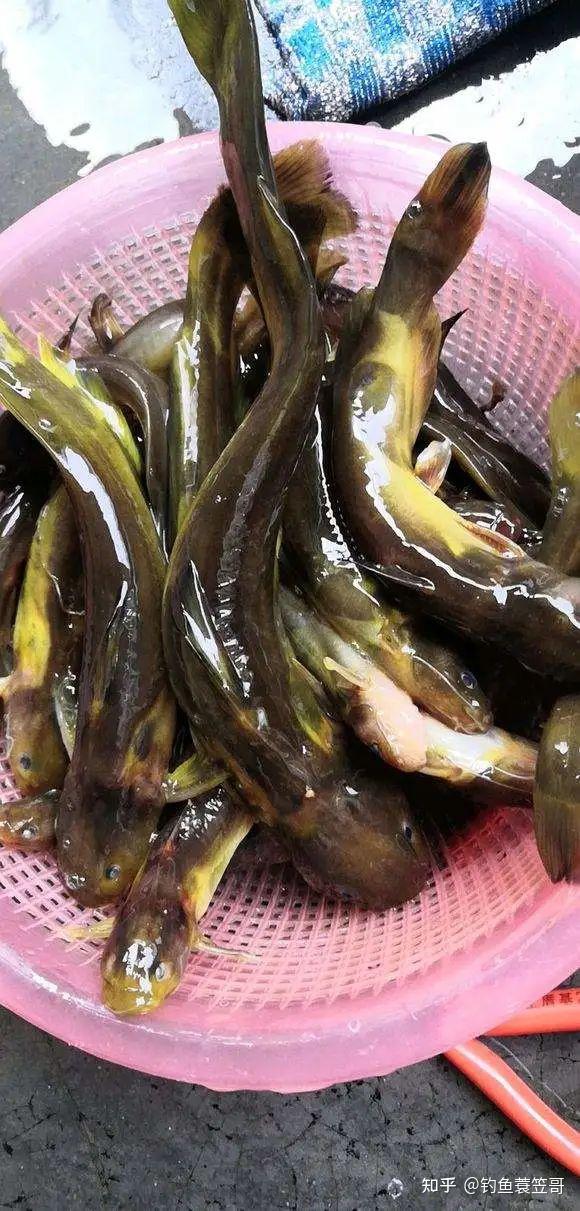 初夏钓黄骨鱼全攻略,大黄骨喜欢呆在这种地方 - 知乎