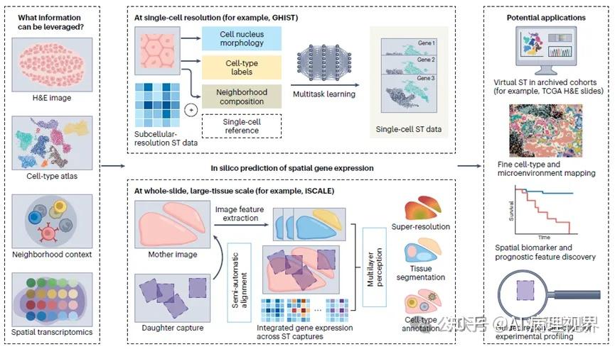 AI病理文摘 | Nature Methods同日“双黄蛋“：H&E切片预测空间转录组，研究热度空前 - 知乎