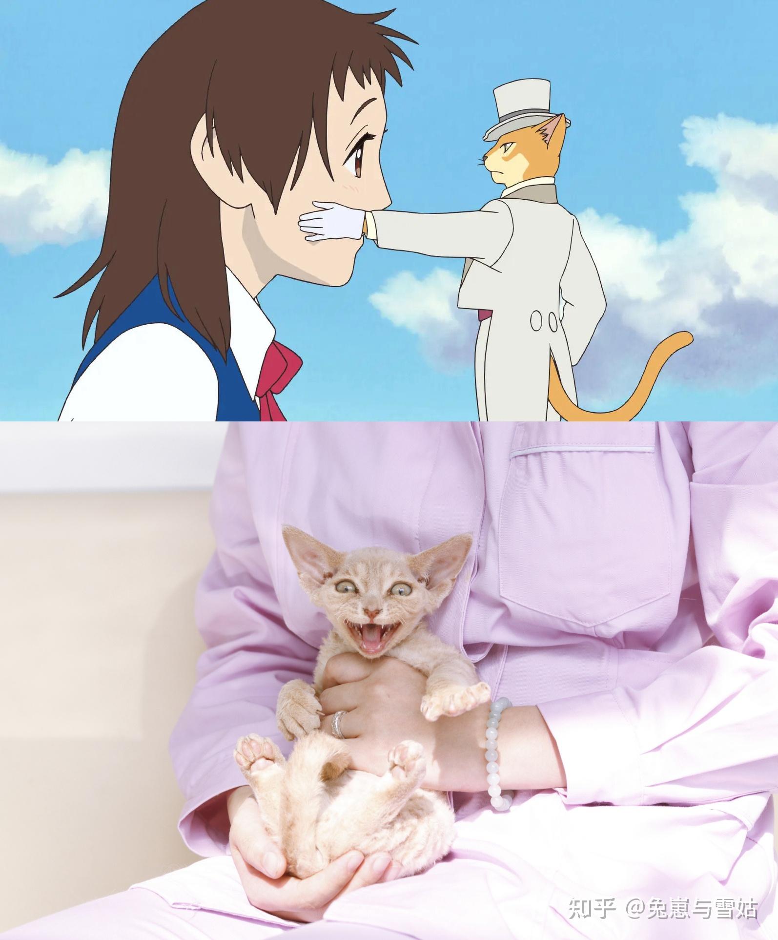 宫崎骏作品里的猫图片