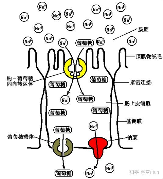 同向转运图片