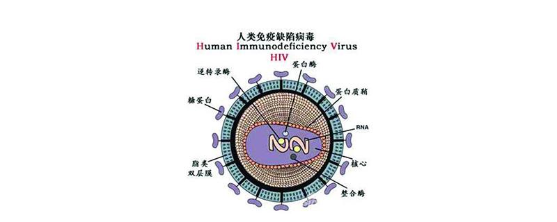 HIV-1图片