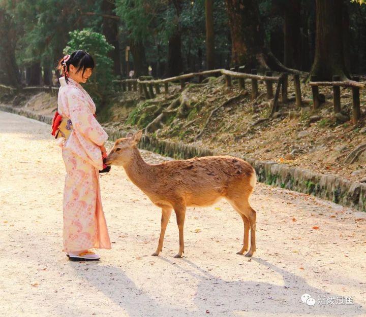 日本 奈良 堪称艺术的怀石料理把食物本身的味道发挥到了极致 知乎