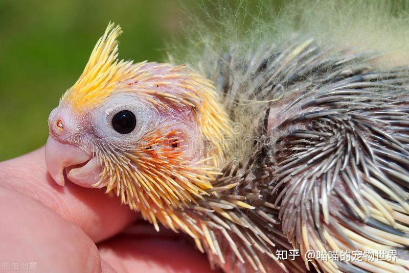 牡丹鸚鵡幼鳥30天吃多少